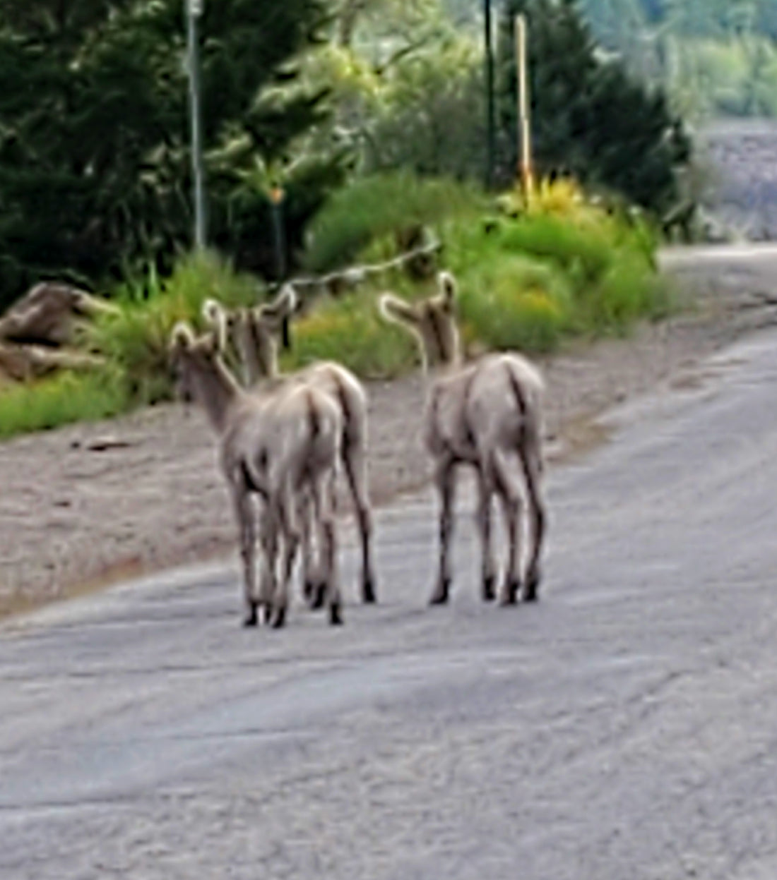 The magic of seeing wildlife