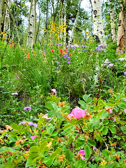 wildflowers in colorado